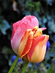kolorowy tulipan w porannej rosie