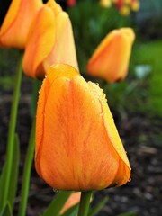 pomarańczowy tulipan o poranku z kroplami rosy