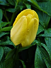 żółty tulipan w porannaej rosie - obrazy, fototapety, plakaty