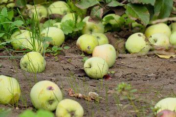 Apples on the ground fallen from the apple tree. Apples under the apple tree. Selective focus