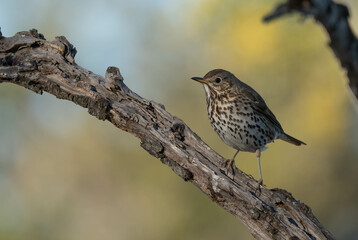 Zorzal común sobre una rama seca