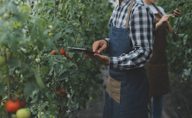 Organic farm ,Worker testing and collect environment data from bok choy organic vegetable at greenhouse farm garden.