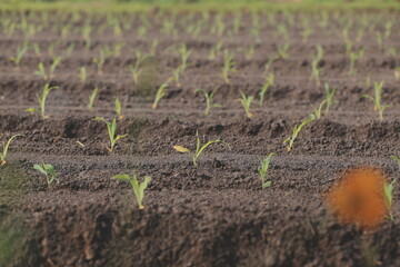 Organic farm ,Worker testing and collect environment data from bok choy organic vegetable at greenhouse farm garden.