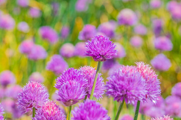 Field of Chives