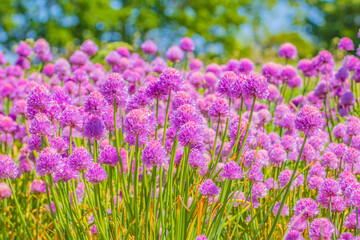 Fototapeta premium Field of Chives