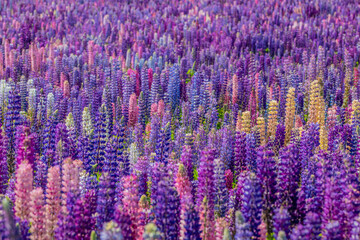 Obraz premium field of lupine