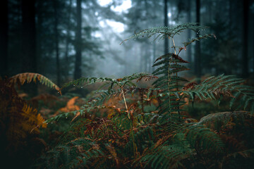 fern in the dark mood forest