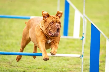 Fotobehang a dogue de bordeaux does agility © Alexandre