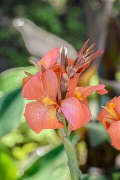 Verbania, Italy. Canna Lily flower with drops on the petals, in the botanical garden of Villa Taranto. Vertical image.