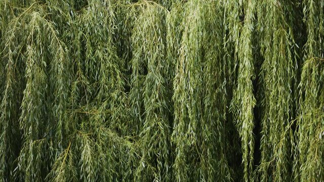 Beautiful nature. Green leaves of willow tree on long thin branches. Calm peace and quiet. Appeasement. Slight swaying of branches of bush from wind. Wood used in industry. Cloudy weather. Slow motion