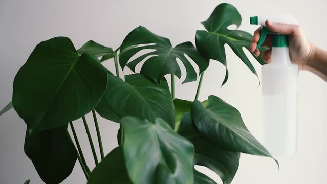 Rociando las hojas de una planta de Monstera Deliciosa con una botella de spray. Gotas de agua cayendo sobre las hojas fenestradas de una planta de Costilla de Ad&aacute;n. Mantener la humedad en el interior
