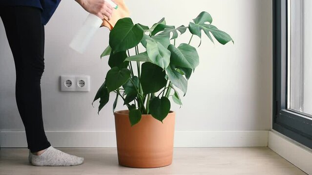 Una mujer camina hacia una planta de Monstera Deliciosa y la roc&iacute;a con agua. Concepto de mantener la humedad en las plantas de interior. Cuidados de la Costilla de Ad&aacute;n.