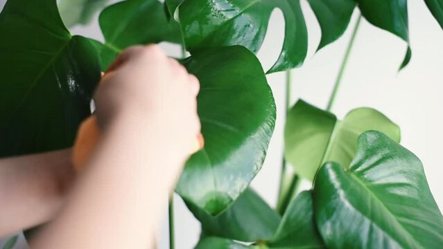 Utilizando un pa&ntilde;o de microfibra para limpiar las hojas h&uacute;medas de una planta de Monstera Deliciosa. Cuidados de la planta Costilla de Ad&aacute;n. Quitar el polvo. Mantener la humedad en plantas de interior