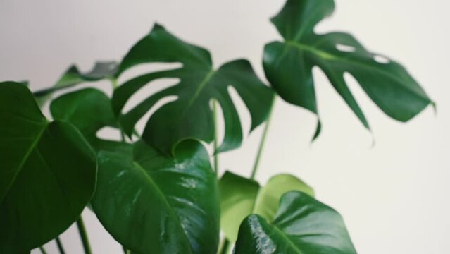 Rociar las hojas de una planta de Monstera Deliciosa con una botella de spray. Gotas de agua cayendo sobre las hojas fenestradas de una planta de Costilla de Ad&aacute;n. Mantener la humedad en el interior