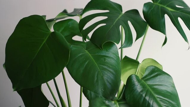 Pulverizaci&oacute;n de agua sobre las hojas de una Monstera Deliciosa. Gotas de agua cayendo sobre las hojas fenestradas de una planta de Costilla de Ad&aacute;n. Mantener de la humedad en plantas de interior