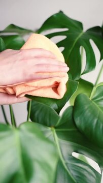 Utilizando un pa&ntilde;o de microfibra para limpiar las hojas h&uacute;medas de una planta de Monstera Deliciosa. Cuidados de la planta Costilla de Ad&aacute;n. Limpieza del polvo. Video vertical.
