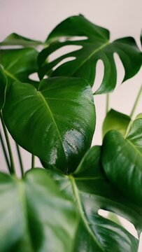 Pulverizaci&oacute;n de agua sobre las hojas de una Monstera Deliciosa. Gotas de agua cayendo sobre las hojas fenestradas de una planta de Costilla de Ad&aacute;n. Mantener de la humedad en plantas de interior.