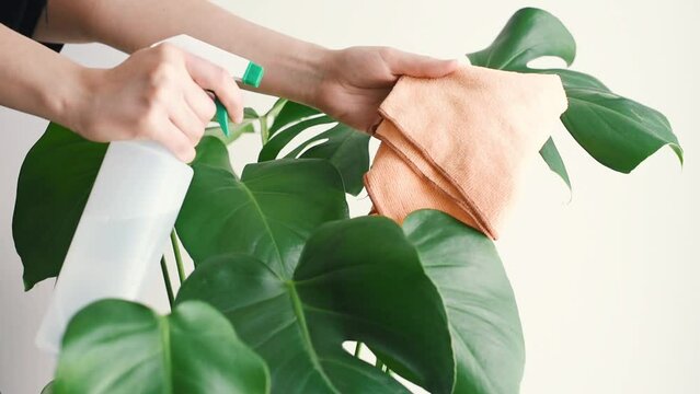 Una mujer mostrando a c&aacute;mara un pa&ntilde;o naranja de microfibra y una botella de spray junto a una planta de Monstera Deliciosa. Concepto de cuidados de la Costilla de Ad&aacute;n.