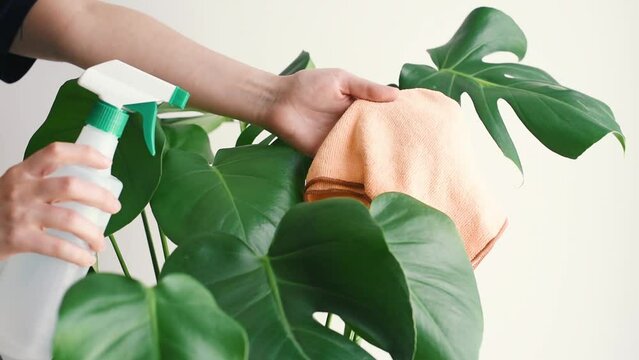 Una mujer mostrando a c&aacute;mara un pa&ntilde;o naranja de microfibra y una botella de spray junto a una planta de Monstera Deliciosa. Concepto de cuidados de la Costilla de Ad&aacute;n.