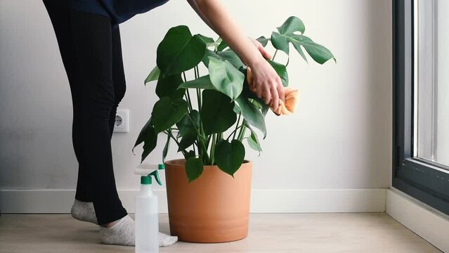 Una mujer utiliza un paño de microfibra para limpiar las hojas de una planta de Monstera Deliciosa. En el suelo, una botella de spray con agua. Concepto de humedecer las plantas de interior