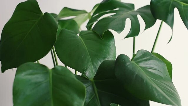 Pulverizaci&oacute;n de agua sobre las hojas de una Monstera Deliciosa. Gotas de agua cayendo sobre las hojas fenestradas de una planta de Costilla de Ad&aacute;n. Mantener de la humedad en plantas de interior