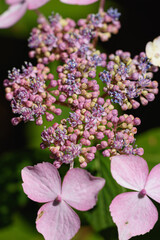 Verbania, Italy. Verbania, Italy. Hydrangea plant with buds still closed and some pink flowers, in the park of the botanical garden of Villa Taranto in Verbania, Piedmont, Italy. Vertical image.