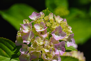 Verbania, Italy. Hydrangea plant with buds still closed, in the park of the botanical garden of...