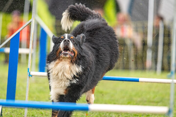 a cute bernese mountain dog does agility