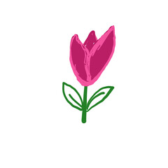 PNG pink tulips on white background