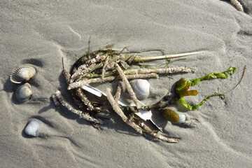Seaweed art in nature