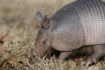 Texas wildlife shows nine-banded armadillo digging in dry grass outdoors closeup.