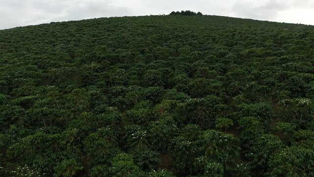 Coffee fields in Bao Loc, Lam Dong, in the Central Highlands region of Vietnam. Lam Dong has been dubbed 'Kingdom of Coffee',earning Vietnam second place among the world's top coffee exporters.