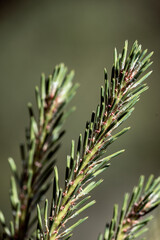 Fototapeta na wymiar close up of pine needles, nacka,sverige,sweden,stockholm
