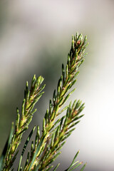 close up of pine, tree, nacka,sverige,sweden,stockholm