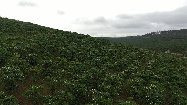 Coffee fields in Bao Loc, Lam Dong, in the Central Highlands region of Vietnam. Lam Dong has been dubbed 'Kingdom of Coffee',earning Vietnam second place among the world's top coffee exporters.