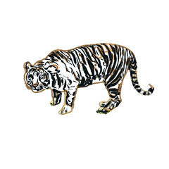 Color sketch of a striped tiger with transparent background