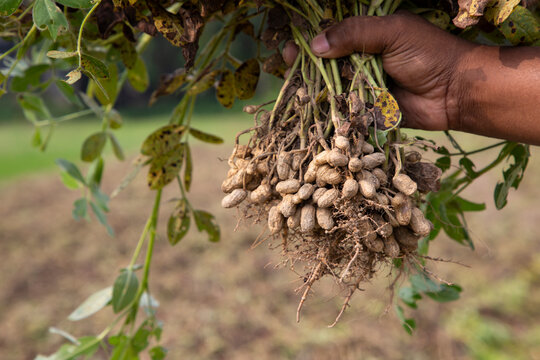 peanut on farmer's hand in the field. Agriculture harvest concept