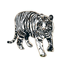 Color sketch of a striped tiger with transparent background