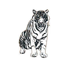 Color sketch of a striped tiger with transparent background