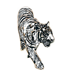 Color sketch of a striped tiger with transparent background