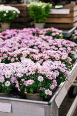 Fototapeta premium Chrysanthemum flowers sold in a garden center