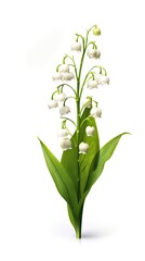 Lily of the Valley flower isolated on white background. Beautiful blooming plant. Generative AI