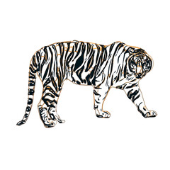 Fototapeta na wymiar Color sketch of a striped tiger with transparent background
