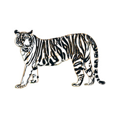 Color sketch of a striped tiger with transparent background