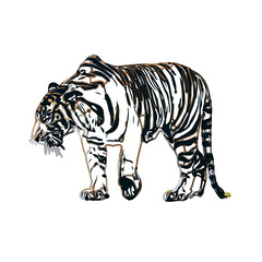 Color sketch of a striped tiger with transparent background