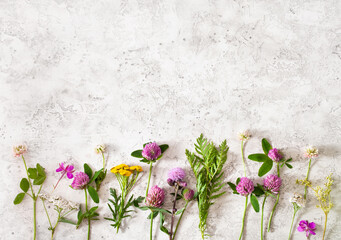 medical flowers herbs, alternative medicine healthy lifestyle. clover milfoil tansy rosebay