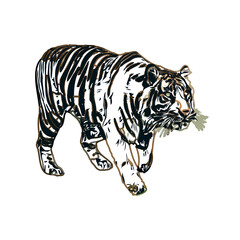 Color sketch of a striped tiger with transparent background