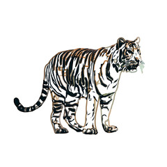 Color sketch of a striped tiger with transparent background