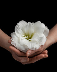 hands holding white fragile flower on black background, care love tenderness sensitivity concept