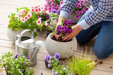 Foto op Aluminium man gardener planting pansy, lavender flowers in flowerpot in garden on terrace © Olga Miltsova